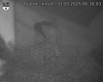 Capi_Dubne_20250531_003003.jpg
