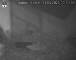 Capi_Dubne_20250531_005003.jpg