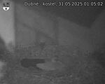 Capi_Dubne_20250531_010502.jpg