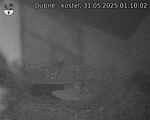 Capi_Dubne_20250531_011002.jpg