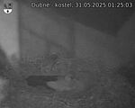 Capi_Dubne_20250531_012503.jpg