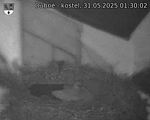 Capi_Dubne_20250531_013002.jpg