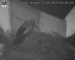Capi_Dubne_20250531_014503.jpg