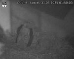 Capi_Dubne_20250531_015003.jpg