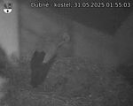 Capi_Dubne_20250531_015503.jpg