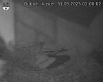Capi_Dubne_20250531_020002.jpg