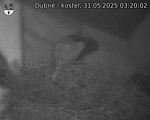 Capi_Dubne_20250531_032002.jpg