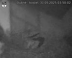 Capi_Dubne_20250531_035002.jpg