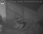 Capi_Dubne_20250531_035502.jpg