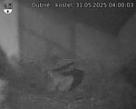 Capi_Dubne_20250531_040003.jpg