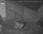 Capi_Dubne_20250531_041002.jpg
