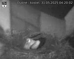 Capi_Dubne_20250531_042003.jpg