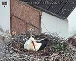 Capi_Dubne_20250531_050004.jpg