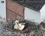 Capi_Dubne_20250531_050502.jpg