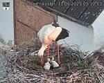 Capi_Dubne_20250531_051003.jpg