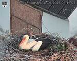 Capi_Dubne_20250531_051502.jpg
