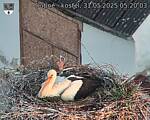 Capi_Dubne_20250531_052003.jpg