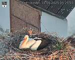 Capi_Dubne_20250531_052503.jpg
