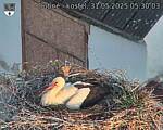 Capi_Dubne_20250531_053003.jpg