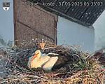 Capi_Dubne_20250531_053503.jpg
