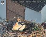 Capi_Dubne_20250531_054004.jpg