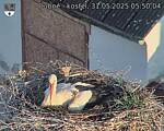 Capi_Dubne_20250531_055004.jpg
