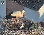 Capi_Dubne_20250531_055502.jpg
