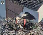 Capi_Dubne_20250531_061003.jpg