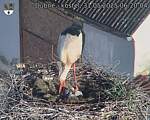 Capi_Dubne_20250531_062004.jpg