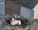 Capi_Dubne_20250531_062503.jpg