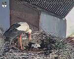 Capi_Dubne_20250531_063504.jpg