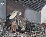 Capi_Dubne_20250531_064003.jpg