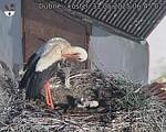 Capi_Dubne_20250531_064502.jpg
