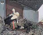 Capi_Dubne_20250531_065003.jpg