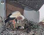 Capi_Dubne_20250531_070003.jpg