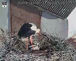 Capi_Dubne_20250531_070503.jpg