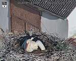 Capi_Dubne_20250531_071003.jpg