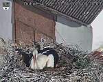 Capi_Dubne_20250531_072003.jpg