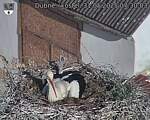 Capi_Dubne_20250531_073003.jpg