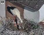 Capi_Dubne_20250531_073504.jpg