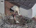 Capi_Dubne_20250531_074002.jpg