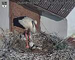 Capi_Dubne_20250531_074504.jpg