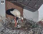 Capi_Dubne_20250531_075003.jpg