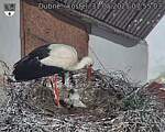 Capi_Dubne_20250531_075503.jpg