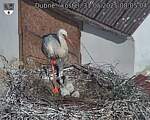 Capi_Dubne_20250531_080504.jpg