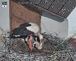 Capi_Dubne_20250531_081003.jpg