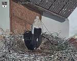 Capi_Dubne_20250531_081502.jpg