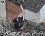 Capi_Dubne_20250531_082003.jpg