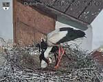 Capi_Dubne_20250531_083003.jpg