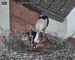 Capi_Dubne_20250531_083503.jpg